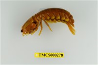 藏品(大指蝦蛄)的圖片